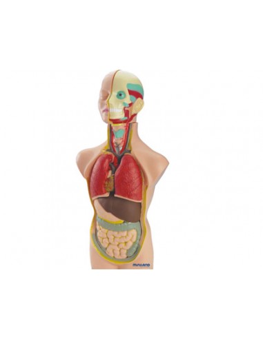 Juego miniland anatomia humana 11...